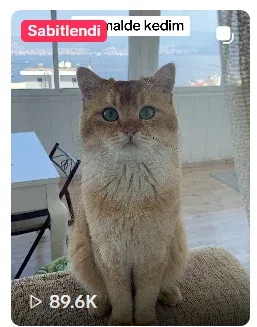 portfolyo