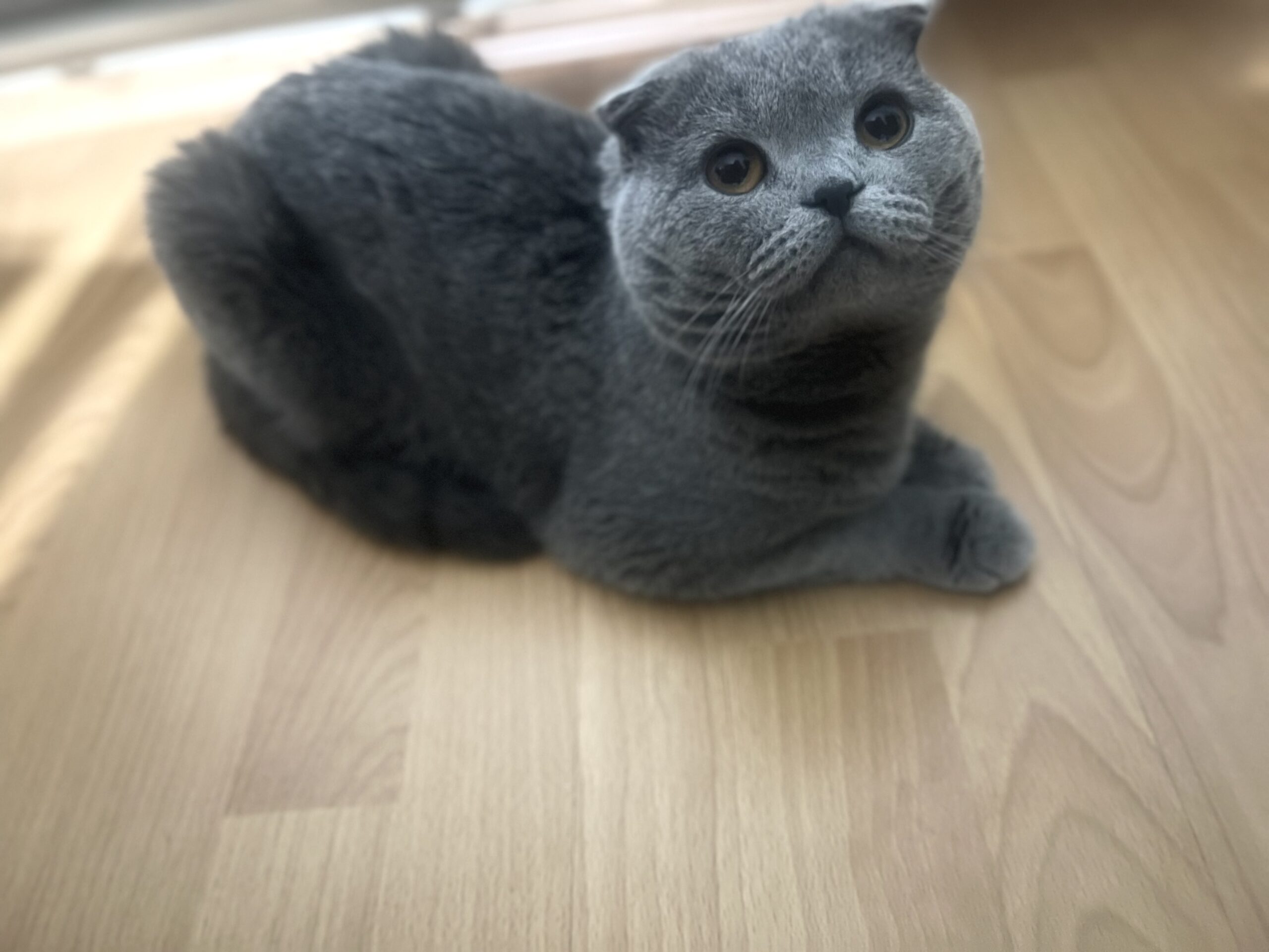 portfolyo