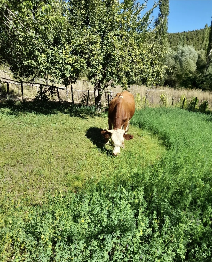 portfolyo